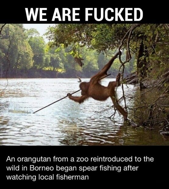orangutan with spear - We Are Fucked An orangutan from a zoo reintroduced to the wild in Borneo began spear fishing after watching local fisherman