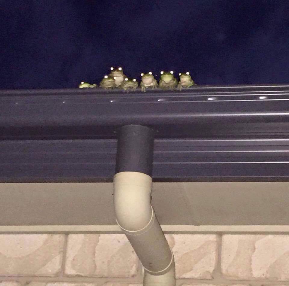 frogs roof