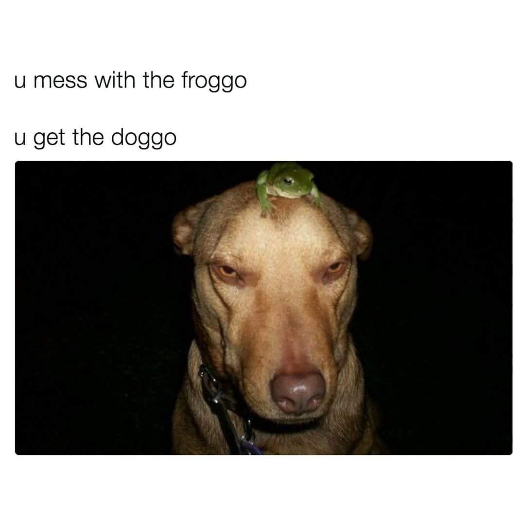frog on a dog - u mess with the froggo u get the doggo