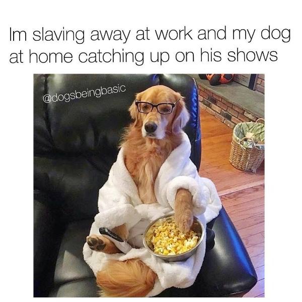 golden retriever funny - Im slaving away at work and my dog at home catching up on his shows