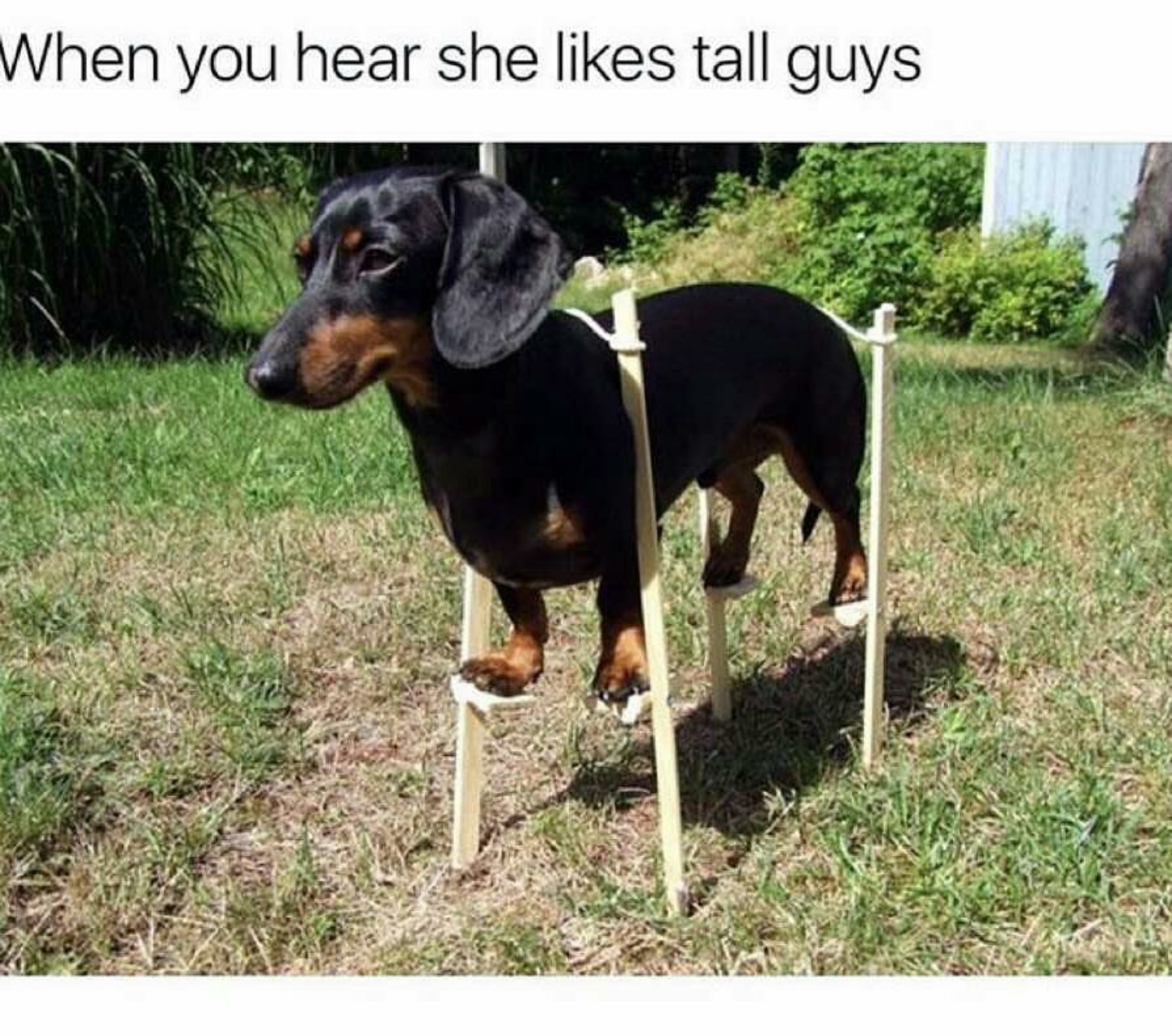 dachshund doberman meme - When you hear she tall guys