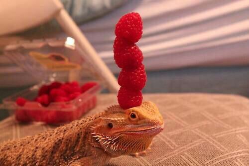 lizard raspberries