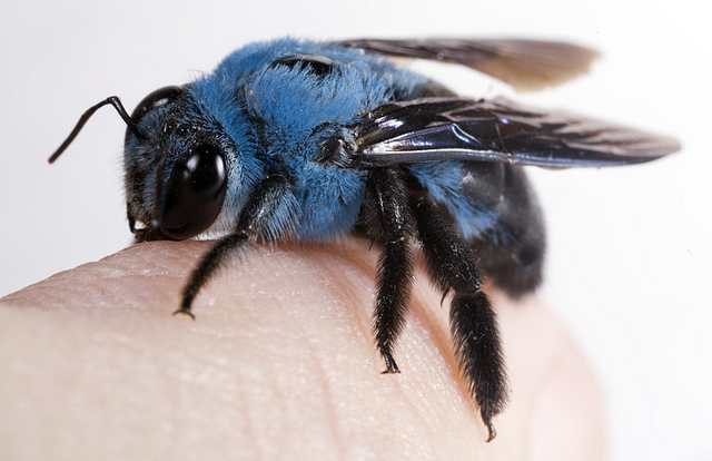 blue carpenter bee