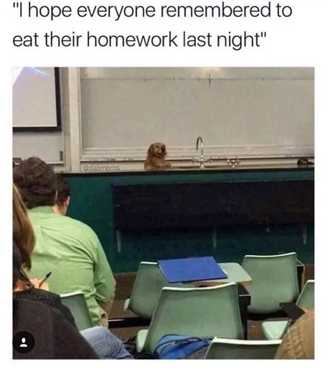 good boy - "I hope everyone remembered to eat their homework last night" camoms