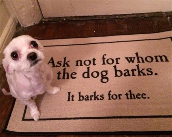 cute but dark animal memes - Ask not for whom the dog barks. It barks for thee.