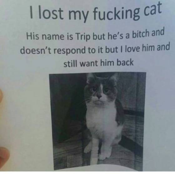lost my fucking cat - I lost my fucking cat His name is Trip but he's a bitch and doesn't respond to it but I love him and still want him back