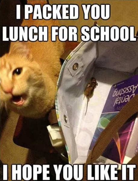 35 Great Pics And Memes to Improve Your Mood