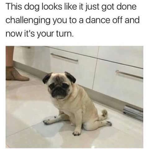memes  -pug dance off meme - This dog looks it just got done challenging you to a dance off and now it's your turn.
