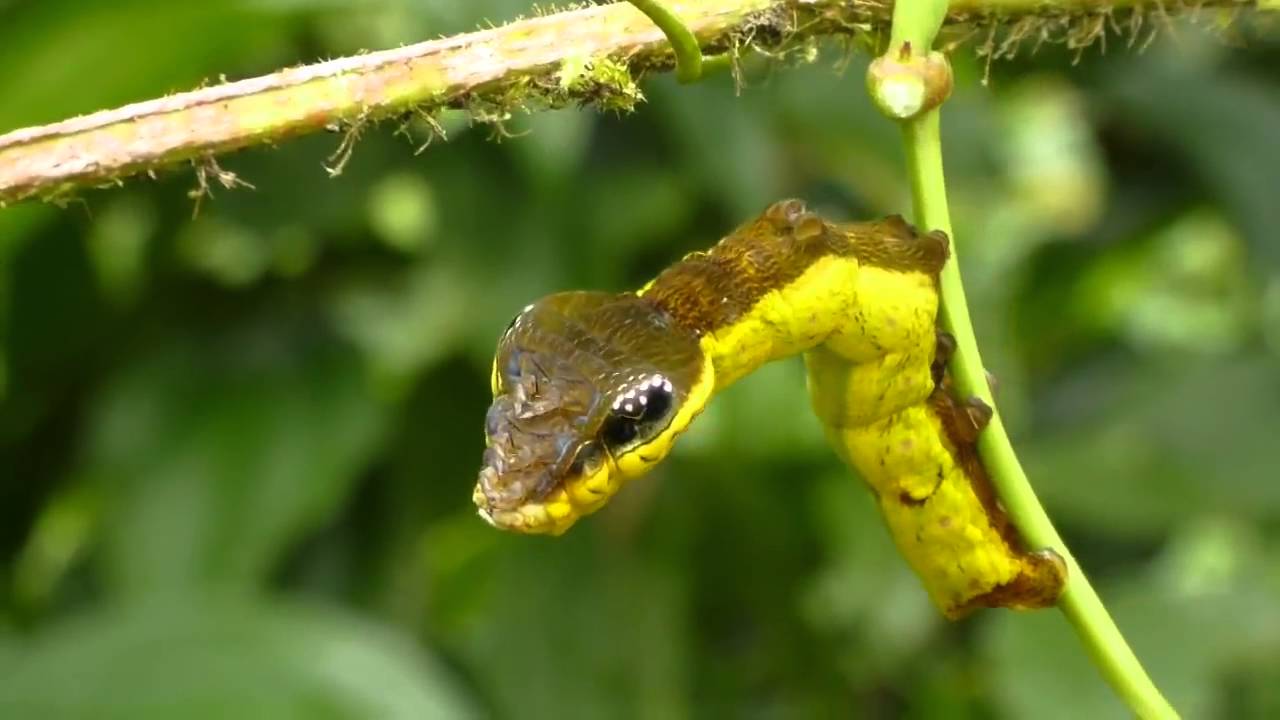 snake head caterpillar