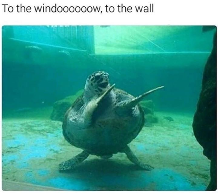 window to the wall turtle - To the windoooooow, to the wall