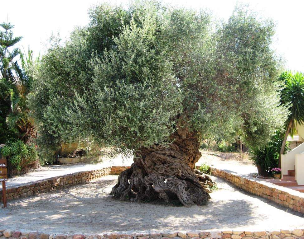 old olive tree greece - Misari