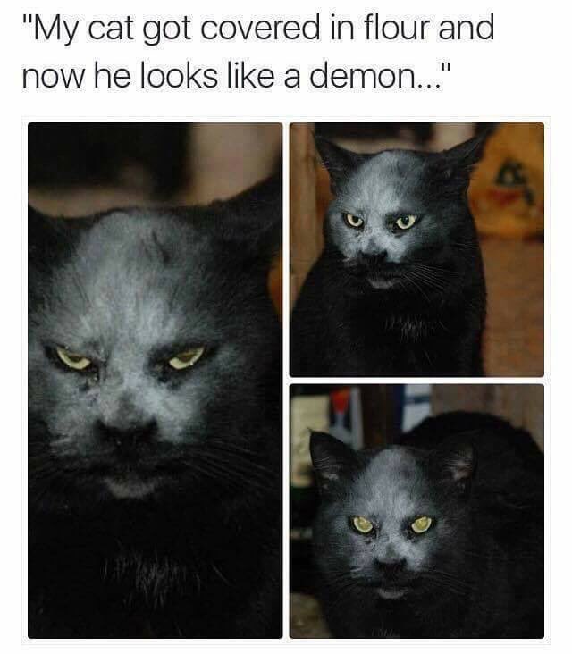 cat face - "My cat got covered in flour and now he looks a demon..."