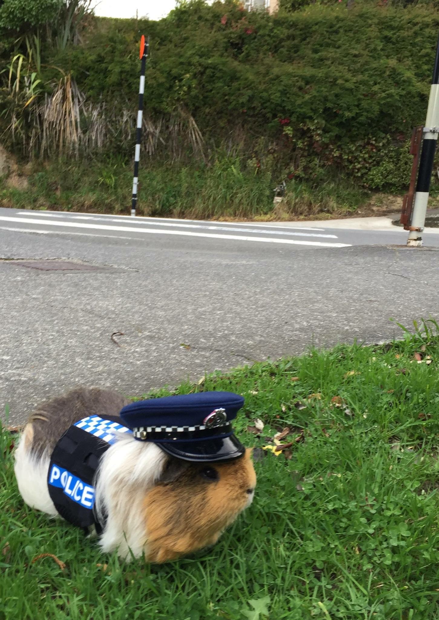 nz police guinea pig