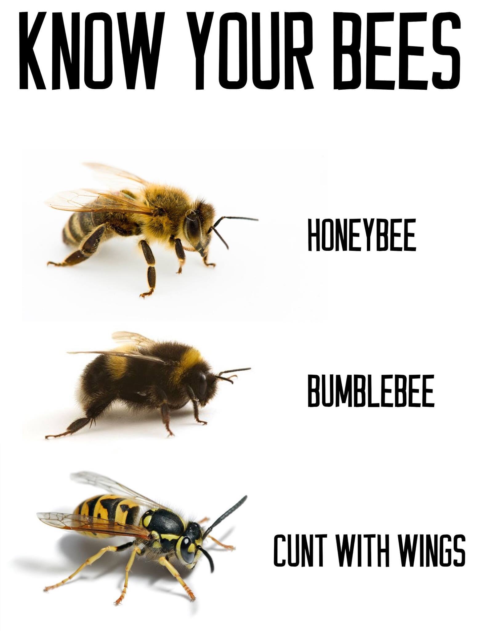 memes - bee memes - Know Your Bees Honeybee Bumblebee Cunt With Wings.