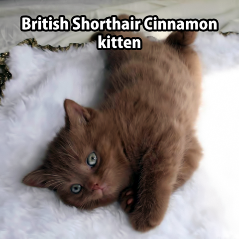 memes - british shorthair cinnamon kitten - British Shorthair Cinnamon kitten