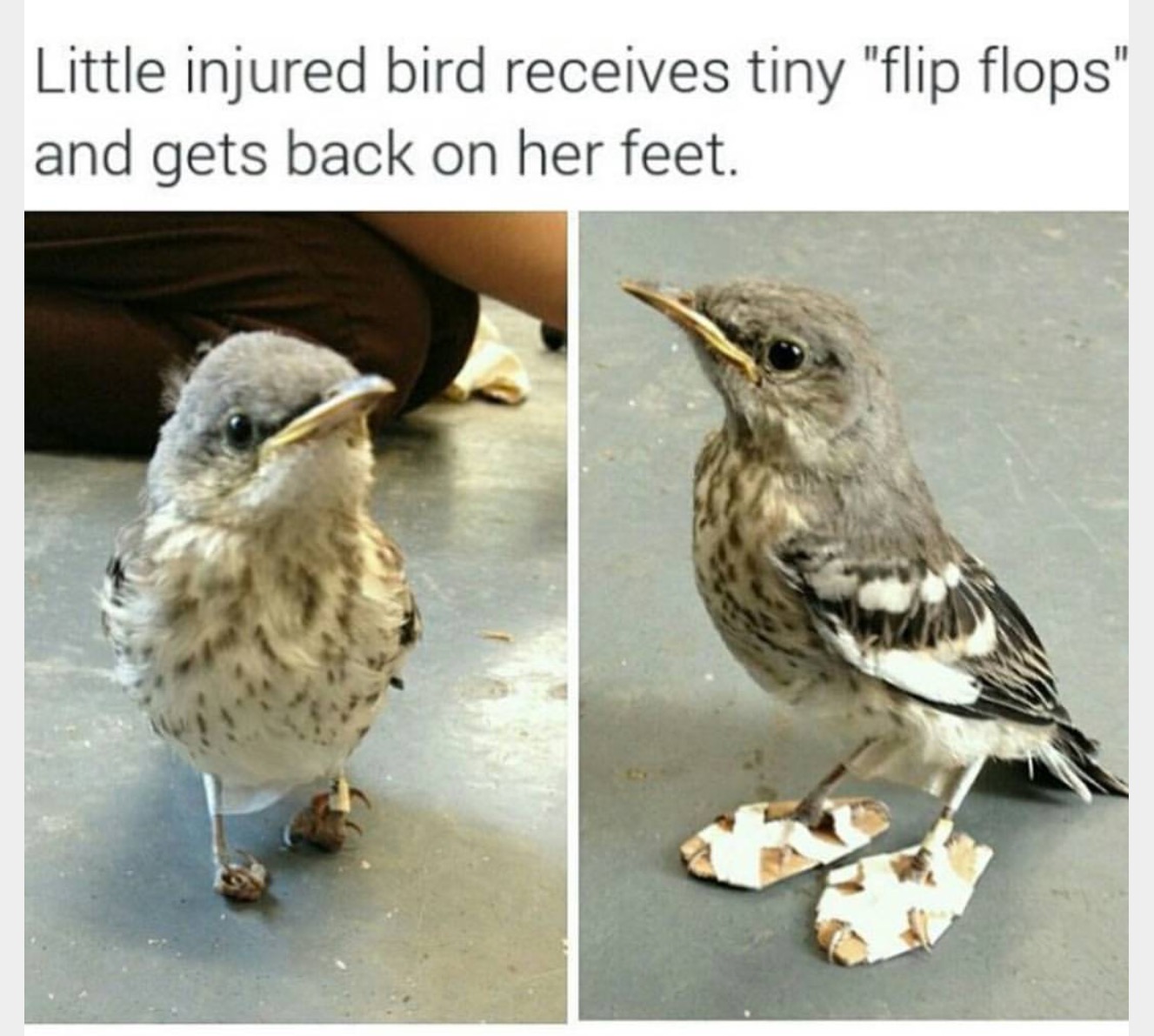 his boot too big - Little injured bird receives tiny "flip flops" and gets back on her feet.