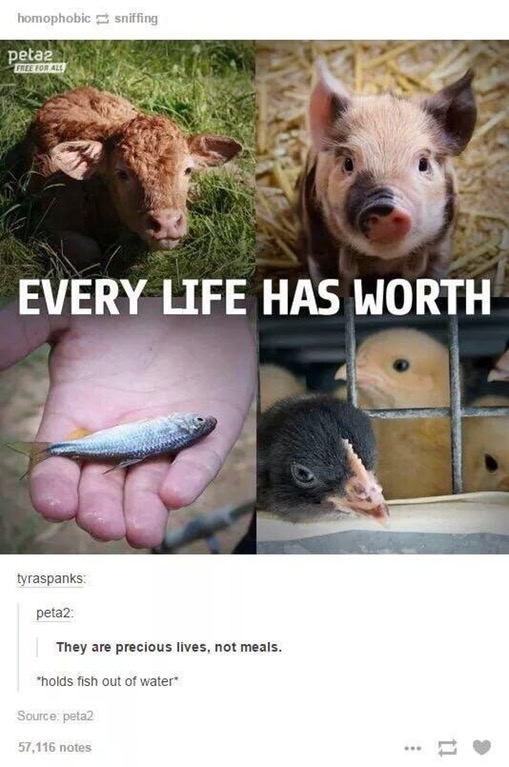 every life has worth peta - homophobic sniffing peta2 Free Torres Every Life Has Worth tyraspanks peta2 They are precious lives, not meals. "holds fish out of water Source, peta2 57,116 notes