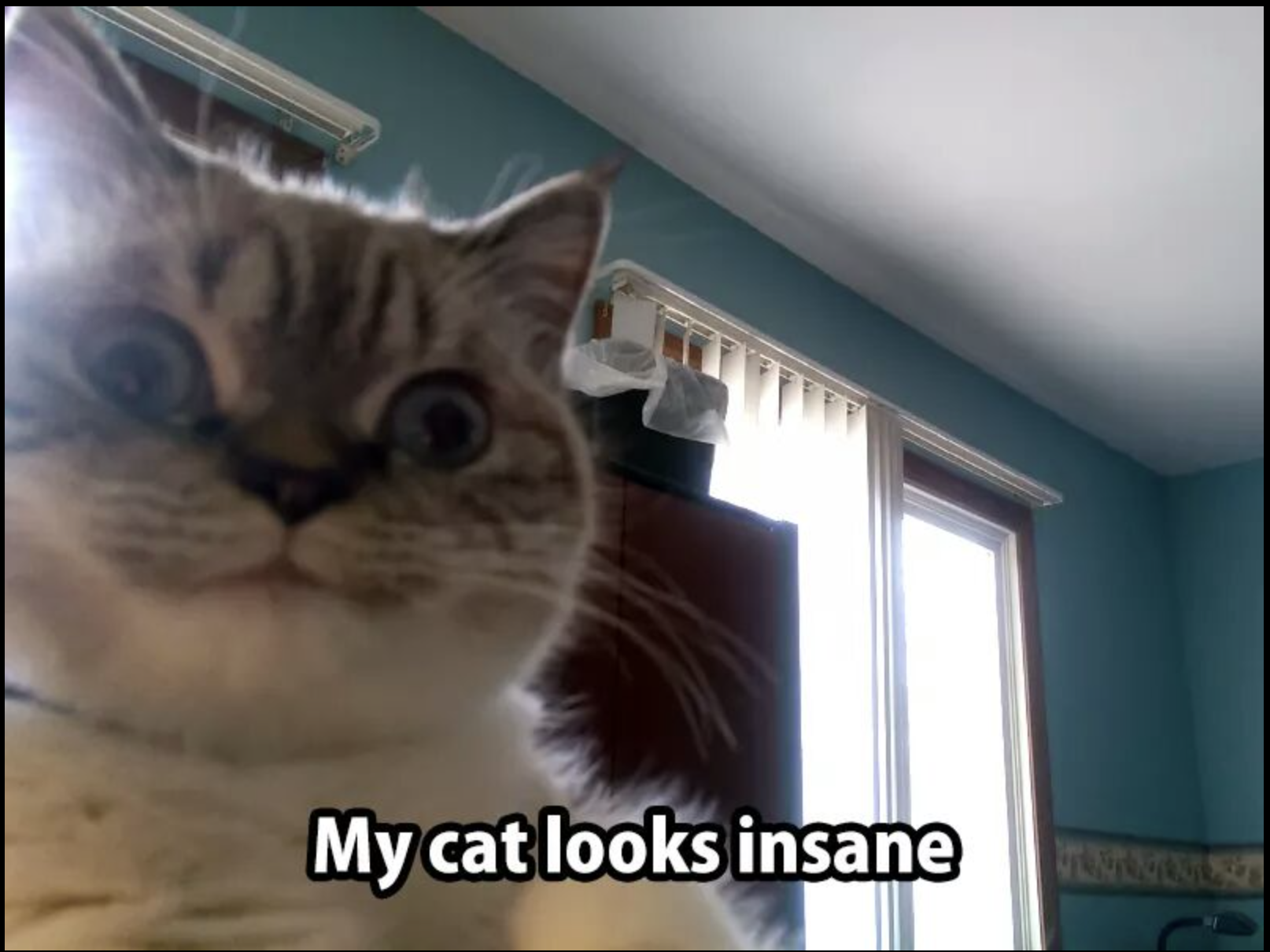 cool pics of insane cat gif - My cat looks insane