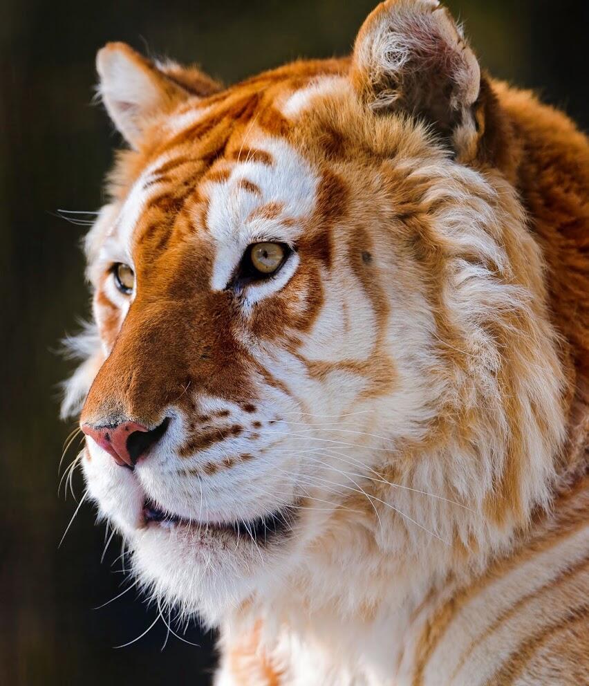 cool picture of a liger, half tiger half lion, but way bigger than both
