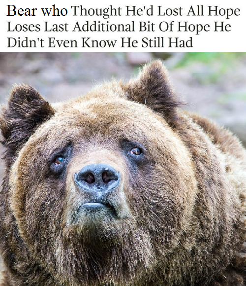 funny bear meme of picture of sad looking bear with nothing left to hope for