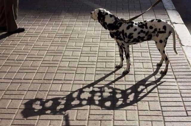 funny picture of a dalmation dog and his shadow are voids from the spots