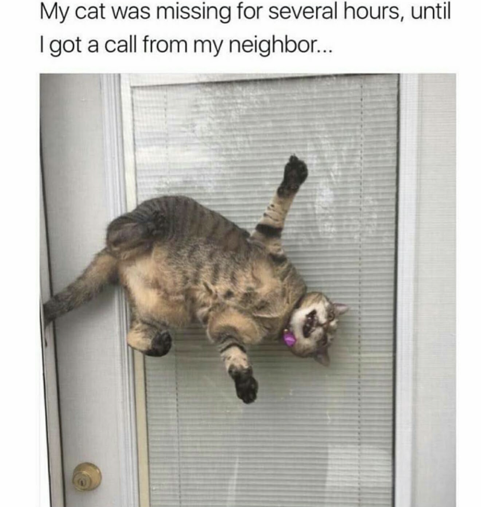 funny picture of cat that was previously missing 12 hours, with cat stuck between the screen door and regular door