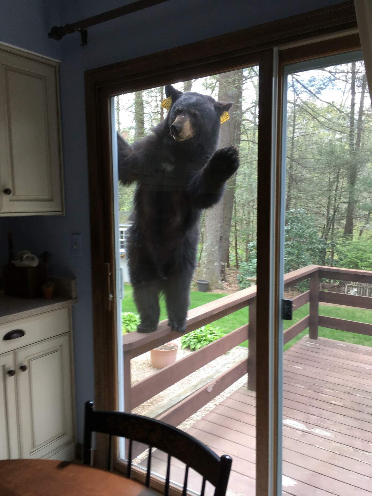 funny picture of a bear peaking inside a house and waving