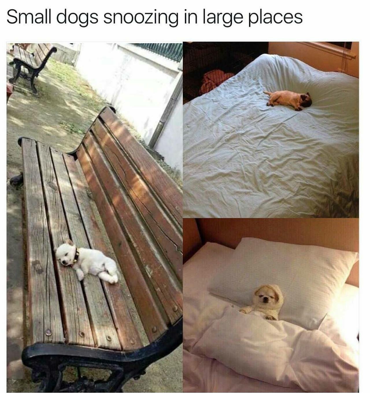funny pictures of small dogs snoozing in large places