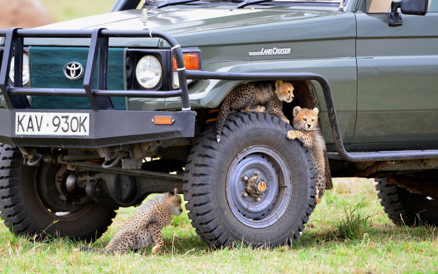 cheetah on safari jeep