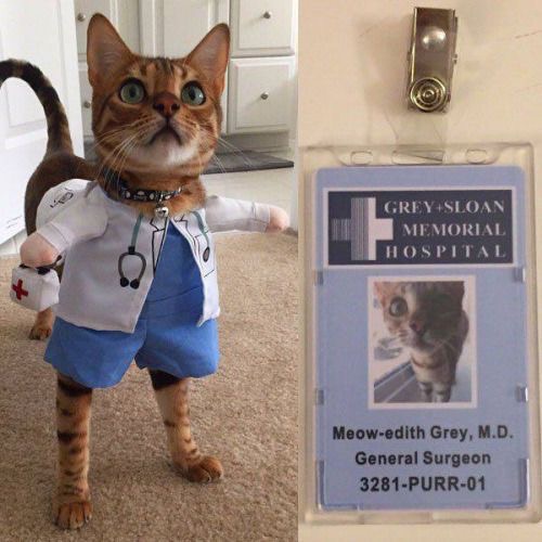 hospital funny - GreySloan Memorial Hospital Meowedith Grey, M.D. General Surgeon 3281Purr01