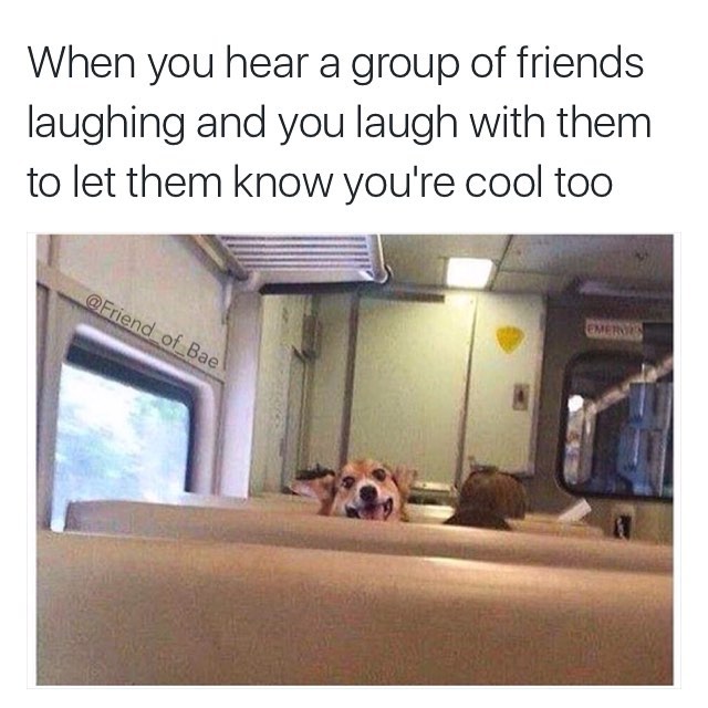 Dog meme about when you laugh with a group of friends so they know you are cool too.