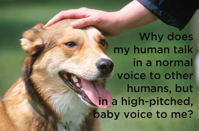 Meme about how dogs must be confused when their owner talks to them in that weird cute voice.