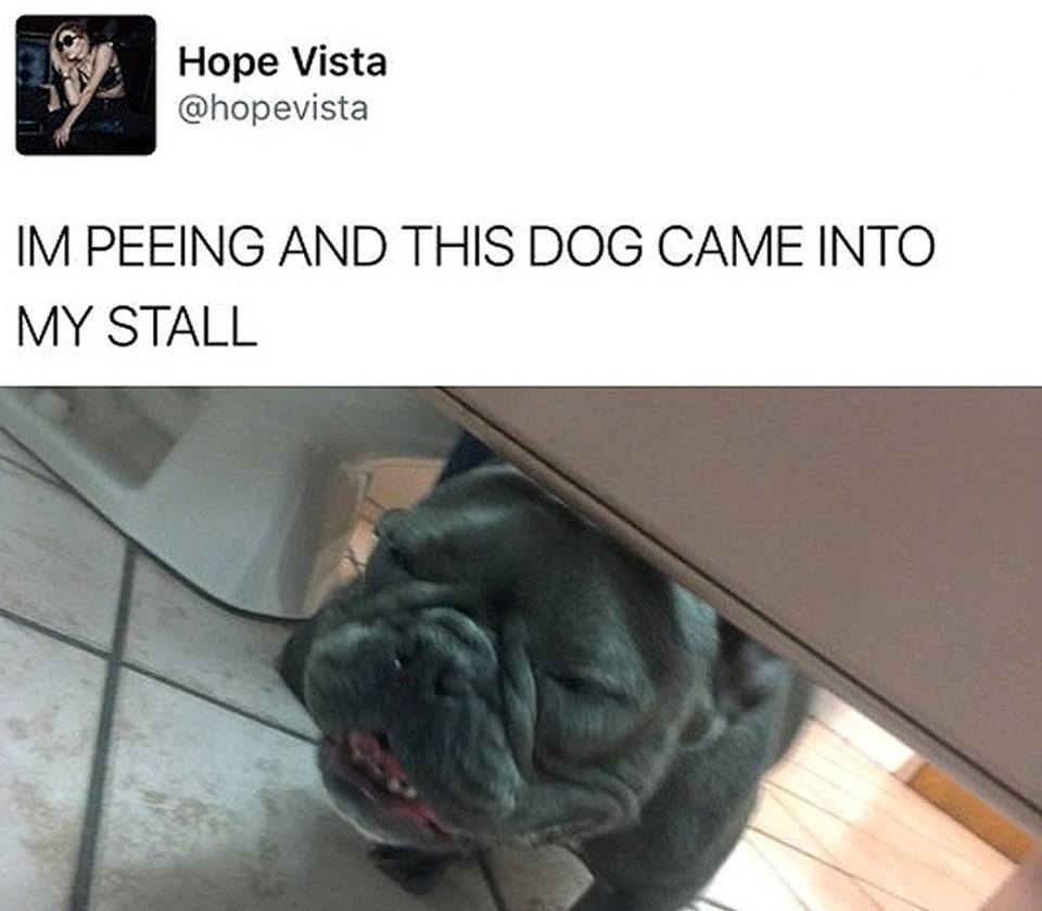 Meme of someone who was peeing and this dog suddenly came to their stall.