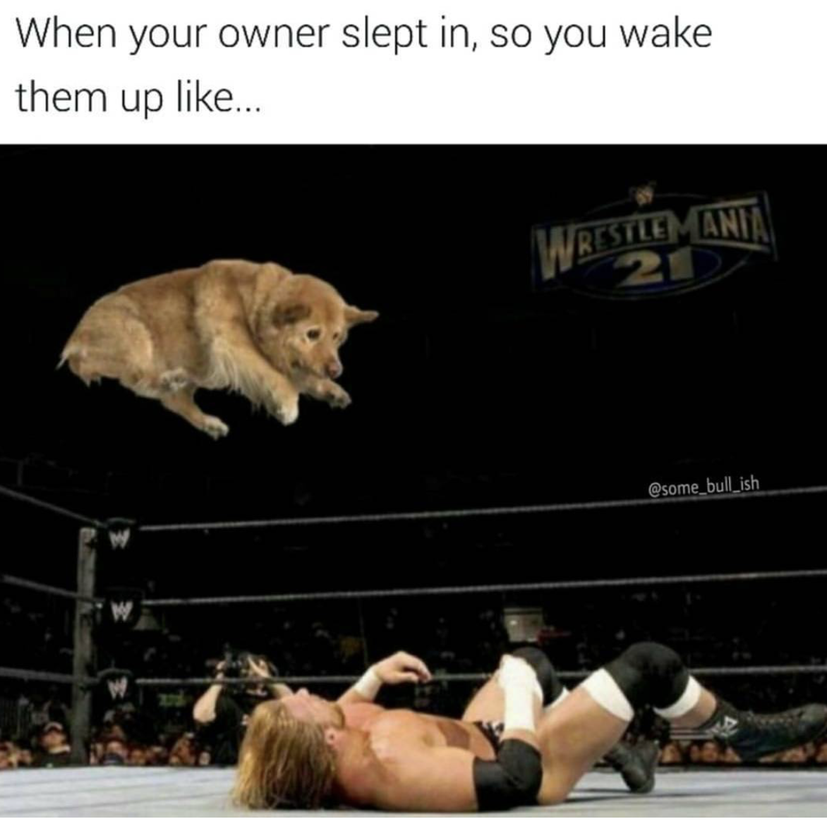 Wrestling meme about how dogs wake up their owners when they start to sleep late.