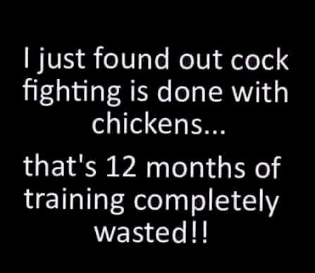 memes about being exhausted - I just found out cock fighting is done with chickens... that's 12 months of training completely wasted!!