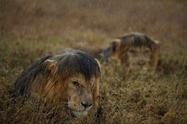 lion in rain