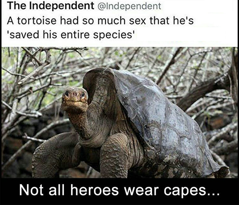 charles darwin tortoise - The Independent A tortoise had so much sex that he's 'saved his entire species' 'Not all heroes wear capes...