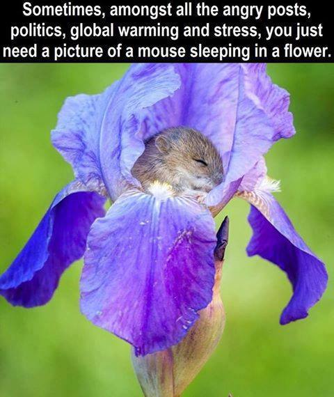 mouse sleeping in iris - Sometimes, amongst all the angry posts, politics, global warming and stress, you just need a picture of a mouse sleeping in a flower.