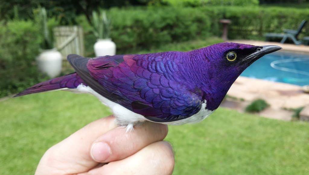 violet backed starling