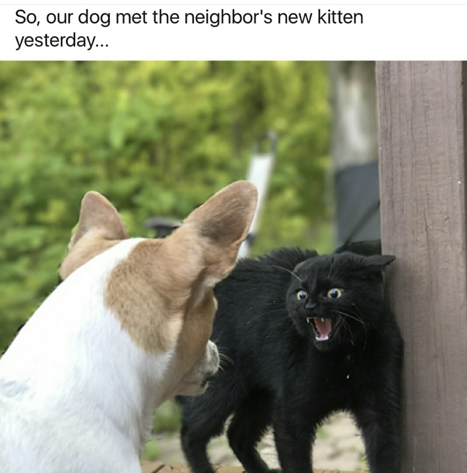 dog scared of kitten - So, our dog met the neighbor's new kitten yesterday...