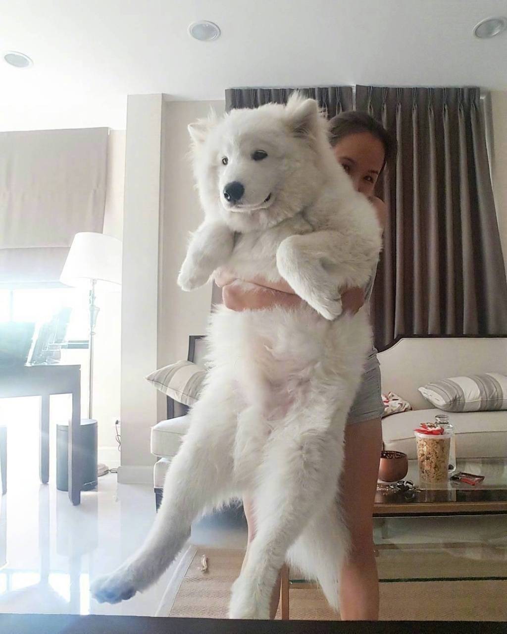 Funny picture of a girl holding a huge fluffy dog who is very cute about it.