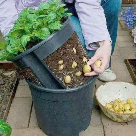 Weird image of a bucket that lets you grow potatoes and remove them easily without killing the plant. LAST IMAGE of the Weird, Funny and WTF list.