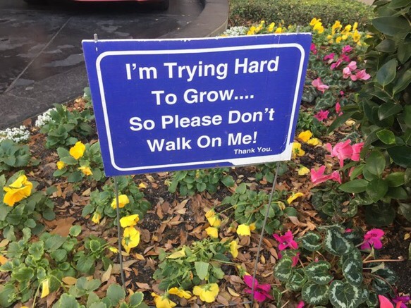 i m trying hard to grow so please don t walk on me - I'm Trying Hard To Grow.... So Please Don't Walk On Me! Thank You.