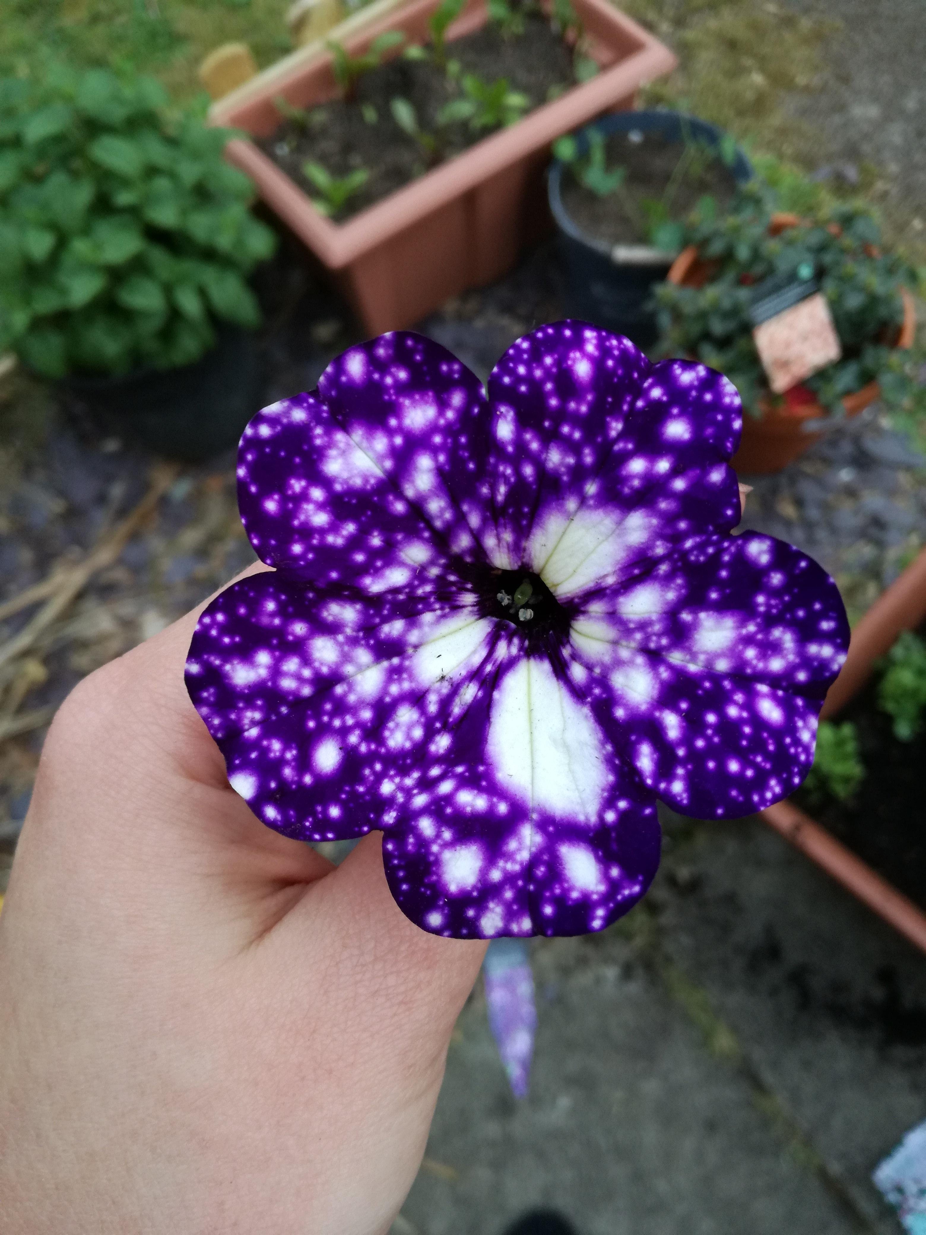 galaxy flower