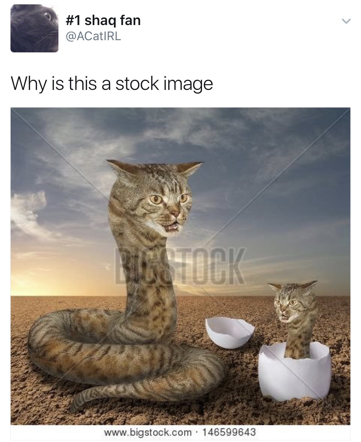 cat snake - shaq fan Why is this a stock image 146599643