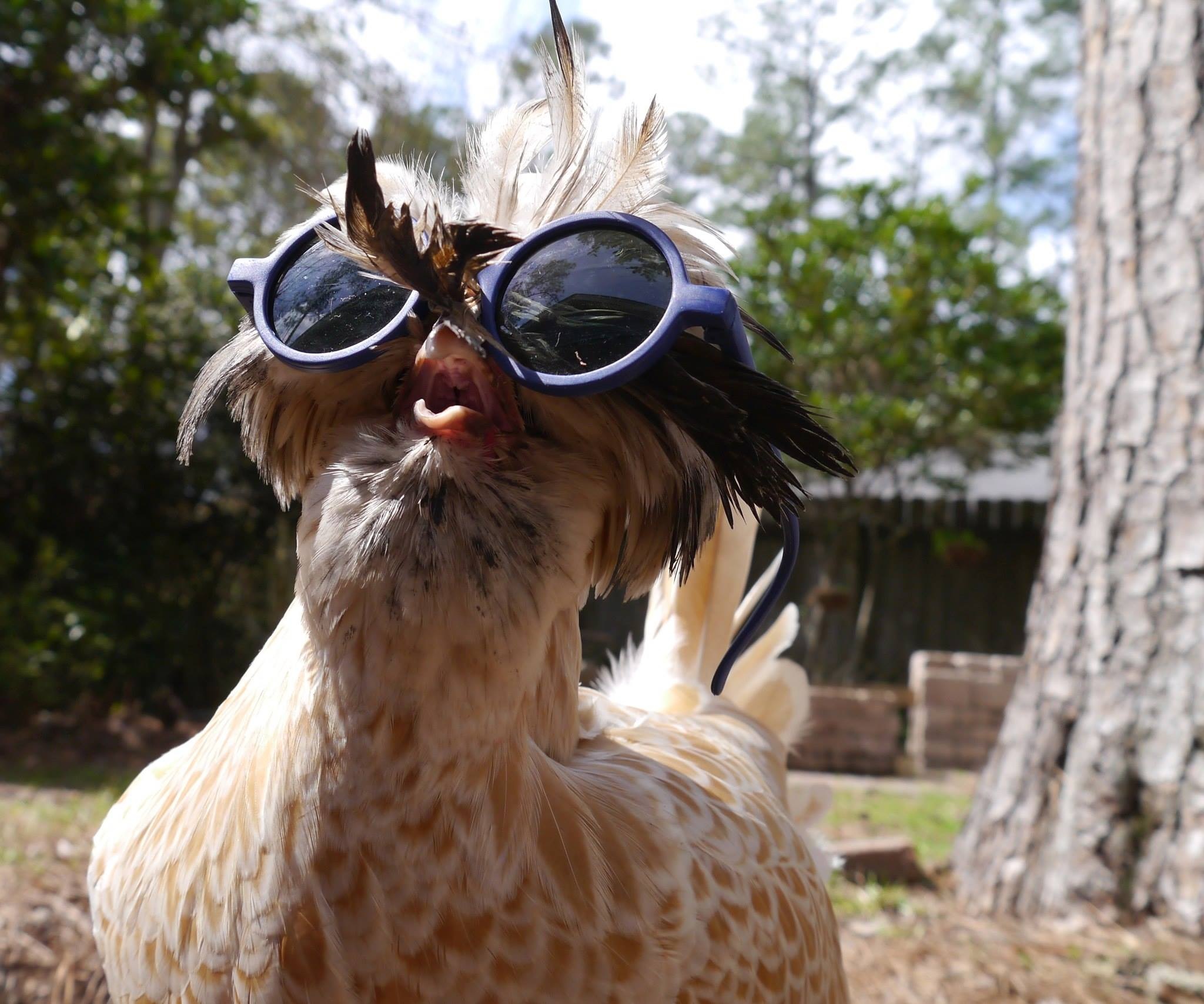 sunglasses chicken