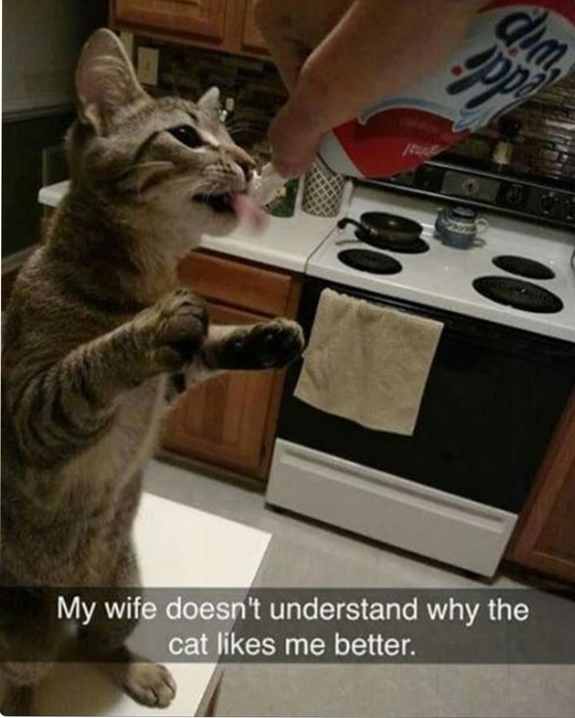 my wife doesn t understand why the cat likes me better - My wife doesn't understand why the cat me better.