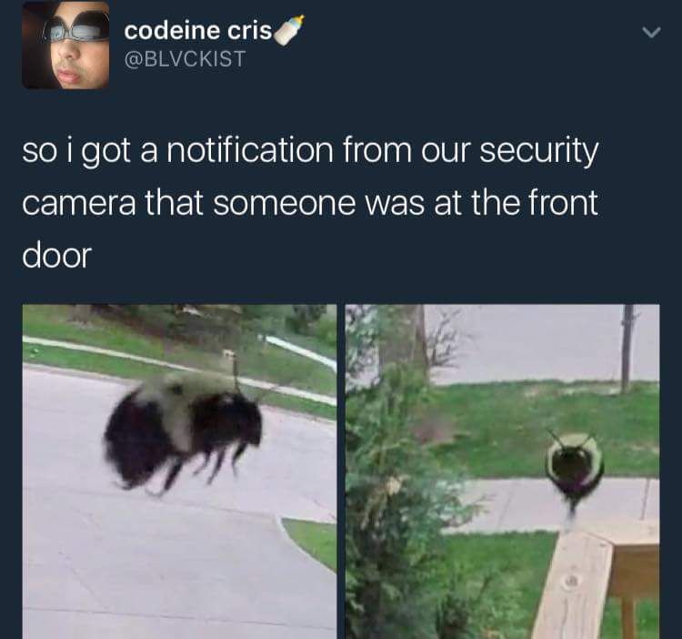 random buzz him in lol - codeine cris so i got a notification from our security camera that someone was at the front door