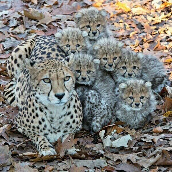random cheetah family