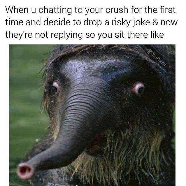 shocked elephant - When u chatting to your crush for the first time and decide to drop a risky joke & now they're not ing so you sit there .